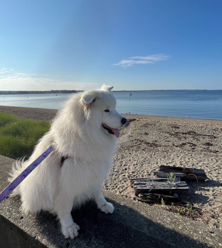 Laika Blue strolling the beach