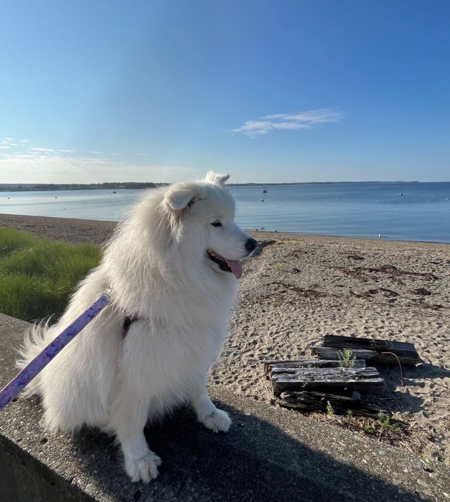 Laika Blue strolling the beach