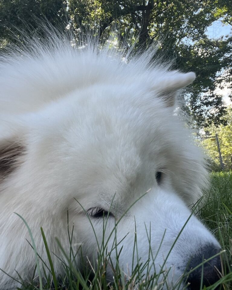 Laika Blue relaxing in grass