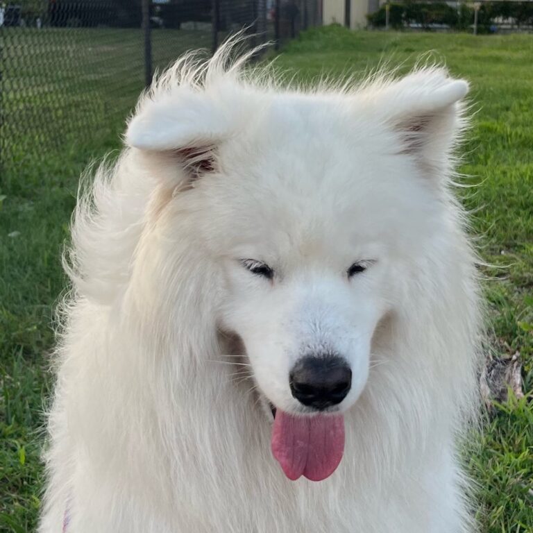 Laika Blue photo portrait